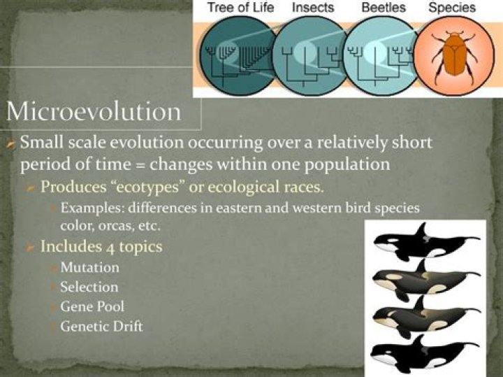 What is microevolution or small scale evolution