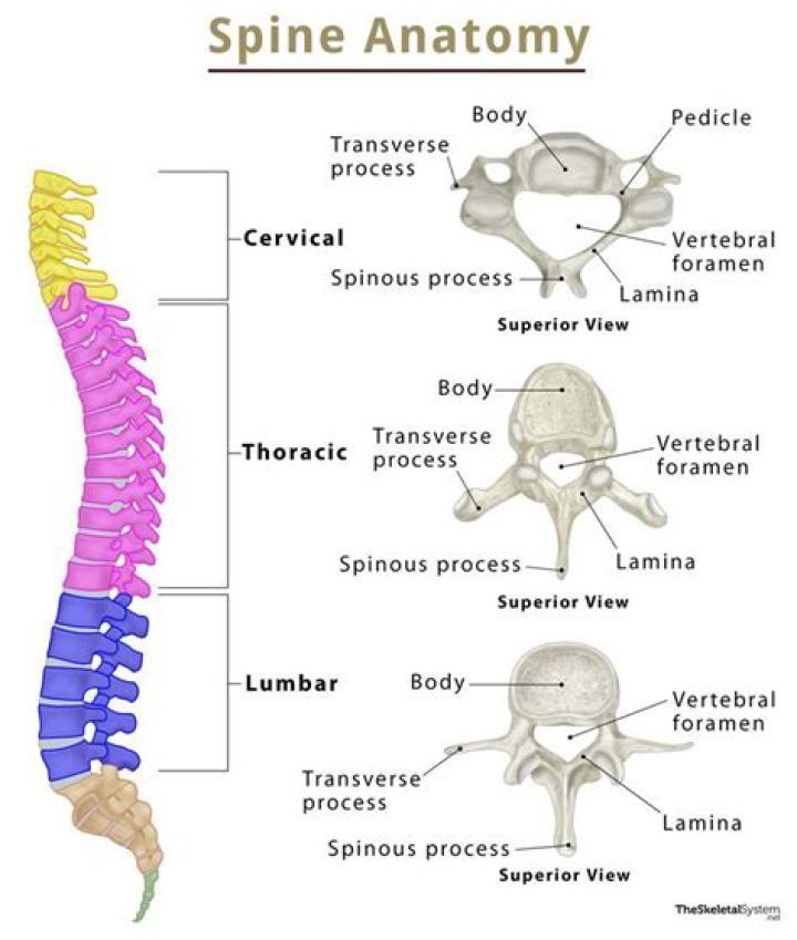 What is next to your spine