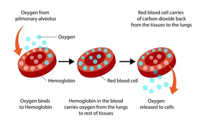 What is oxygenated blood