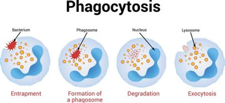 What is phagocytosis a form of?