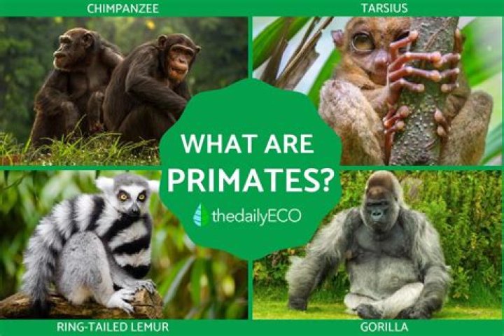 What is primate and non primate