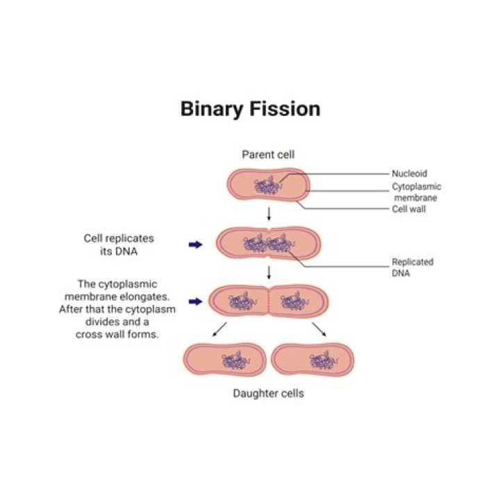 What is prokaryotic binary fission