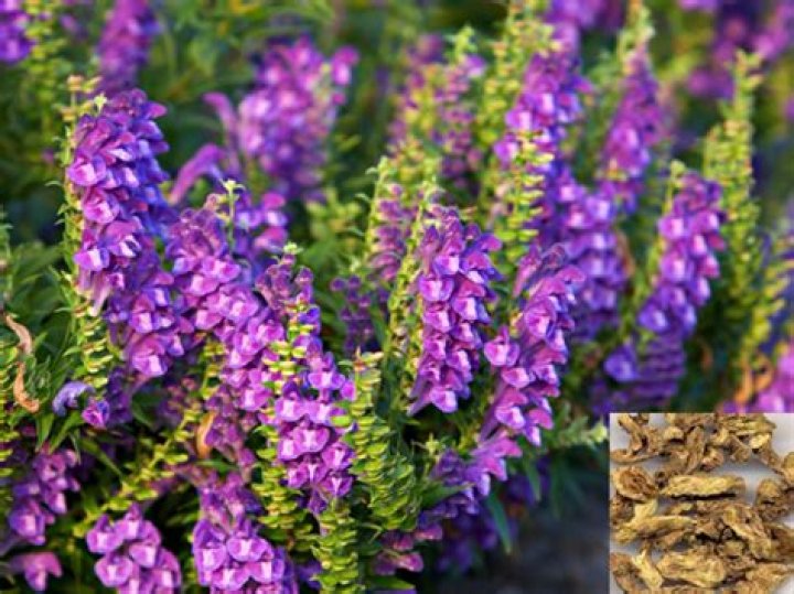 What is Radix Scutellariae