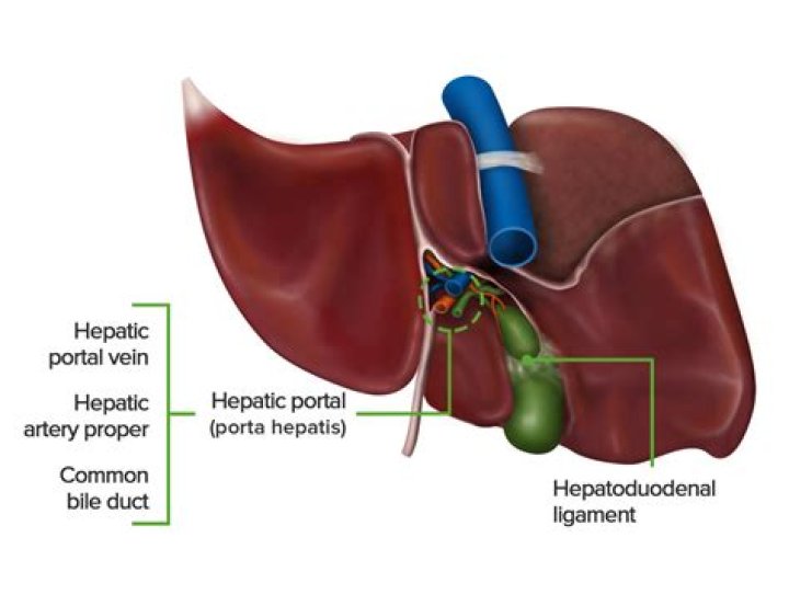 What is right hepatic duct?