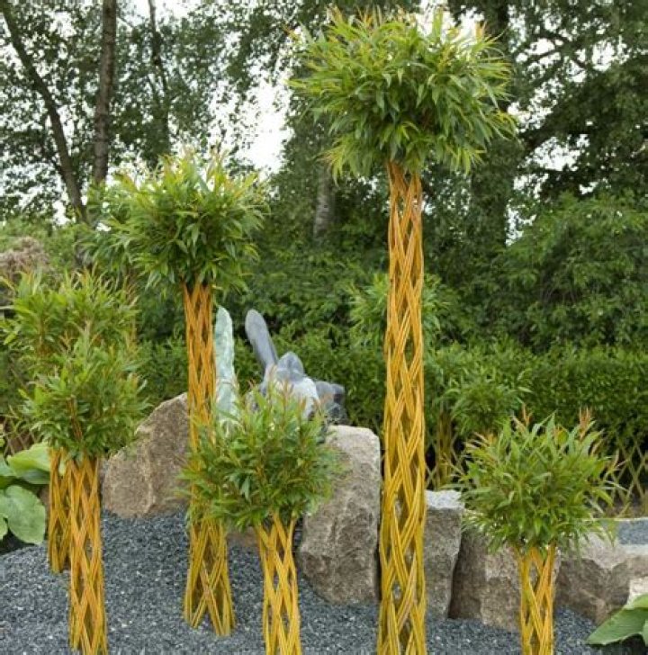 What is Salix alba used for