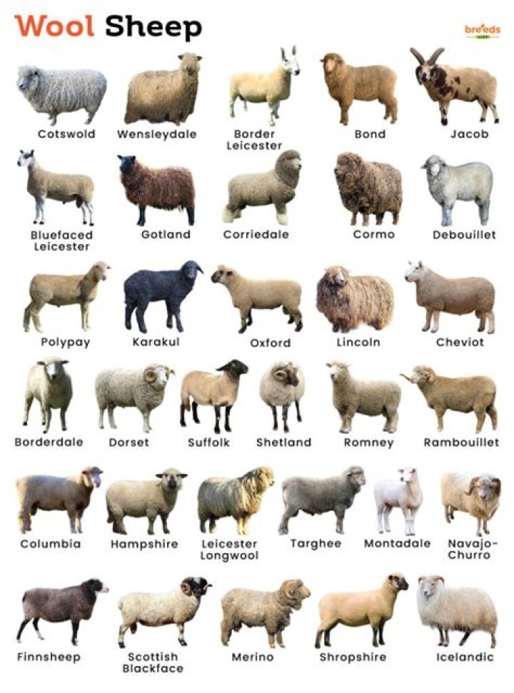 What is sheep used for