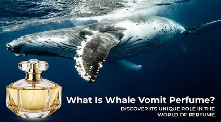 What is special about whale vomit?