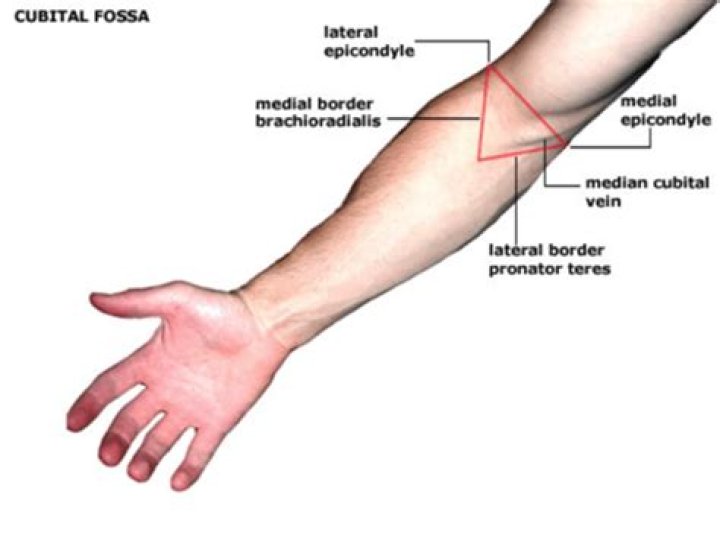 What is the antecubital area?