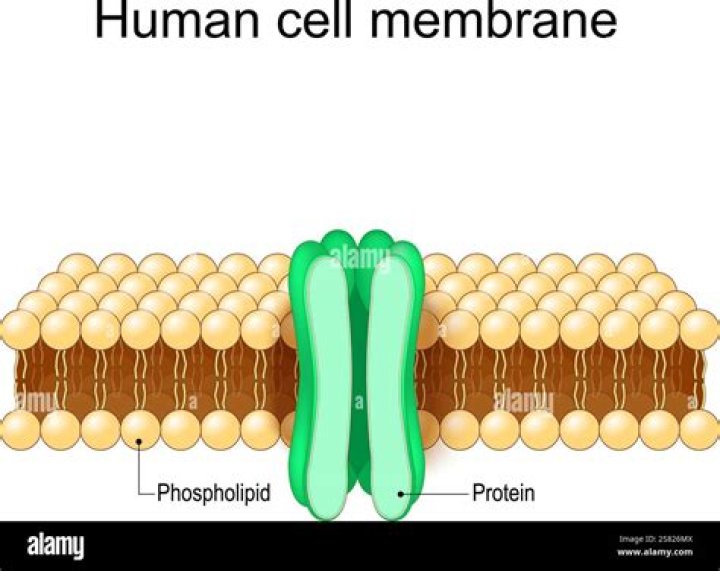 What is the arrangement of phospholipids in the plasma membrane