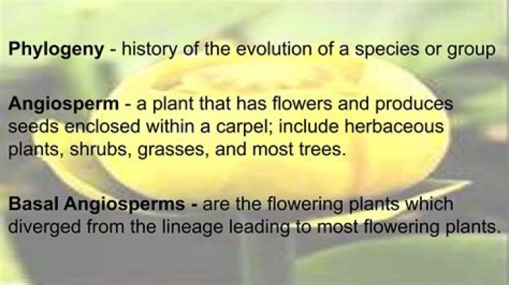 What is the basal lineage of angiosperms