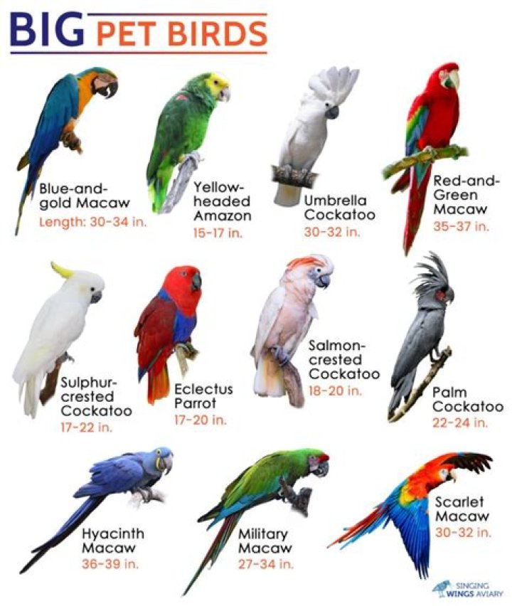 What is the best bird to buy for a child