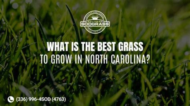 what is the best grass to grow in north carolina