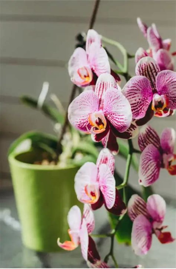 What is the best natural fertilizer for orchids