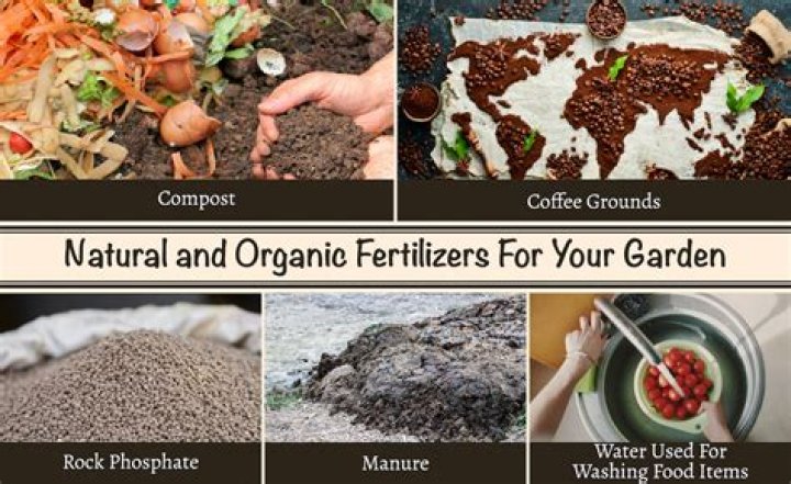 What is the best natural fertilizer for plants?