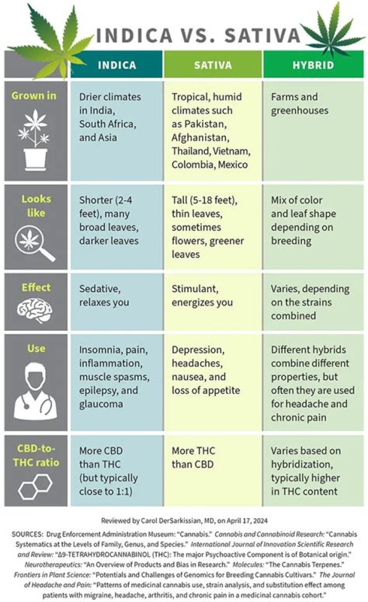 What is the best pure sativa strain?