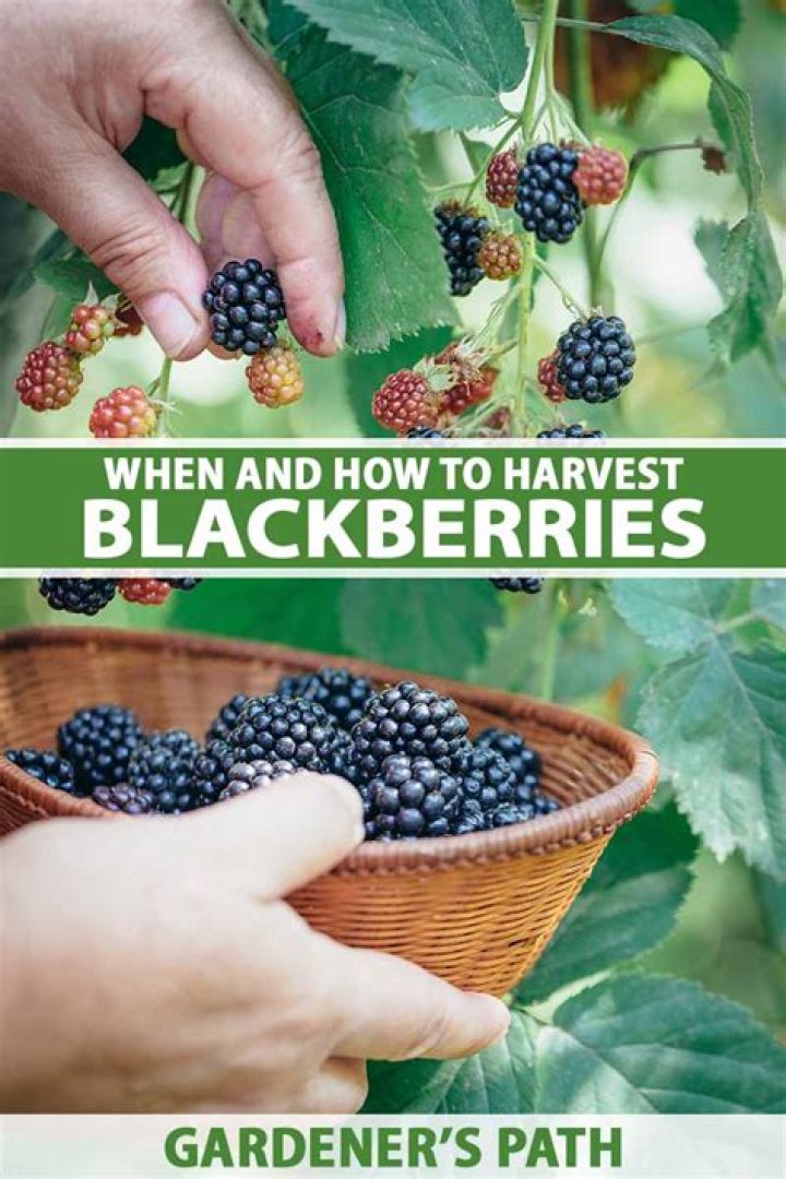 What is the best time of day to pick blackberries?