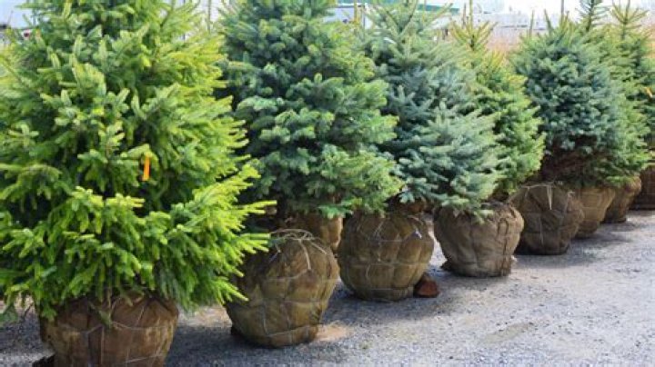 What is the best time of year to replant a tree?