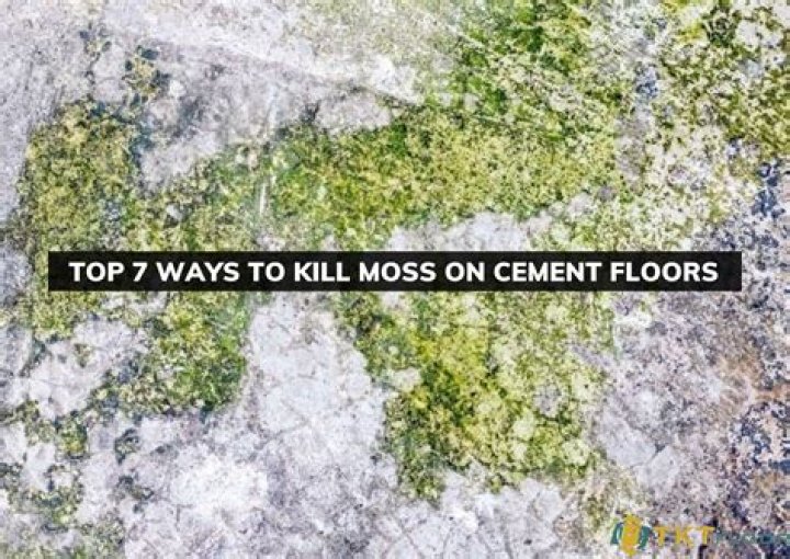 What is the best time to kill moss?
