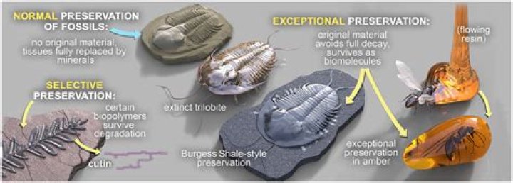 What is the best type of sediment to preserve fossils?