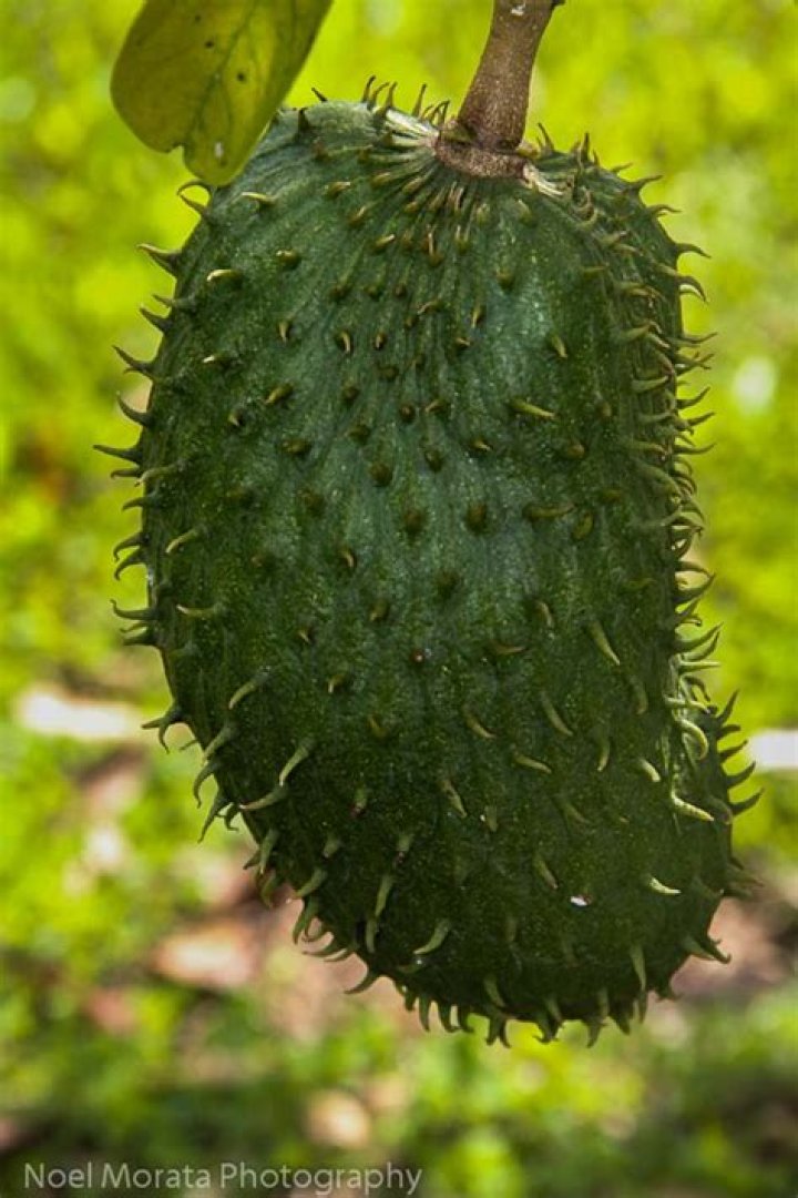 What is the big green spiky fruit