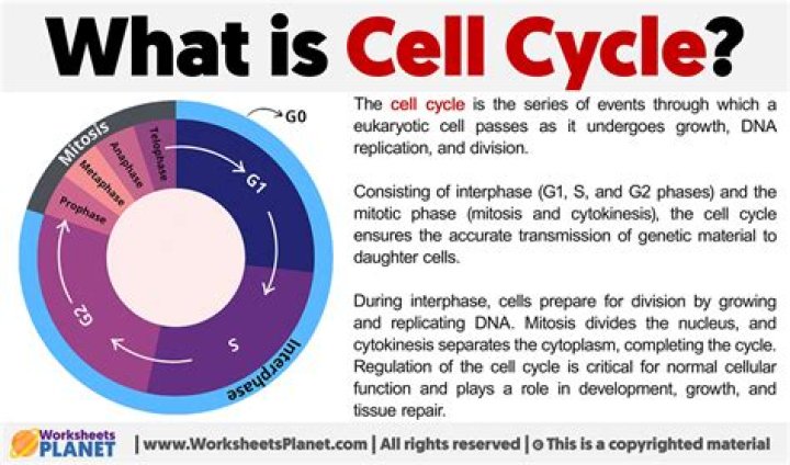 What is the cell cycle in biology