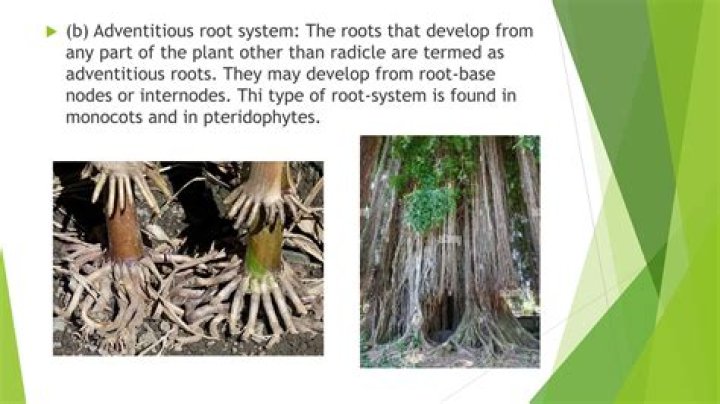 What is the definition of adventitious root