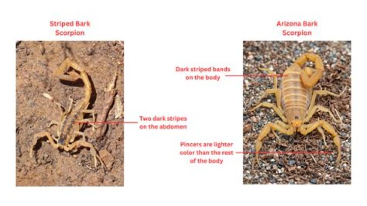 What is the difference between a bark scorpion and a Striped Bark Scorpion?