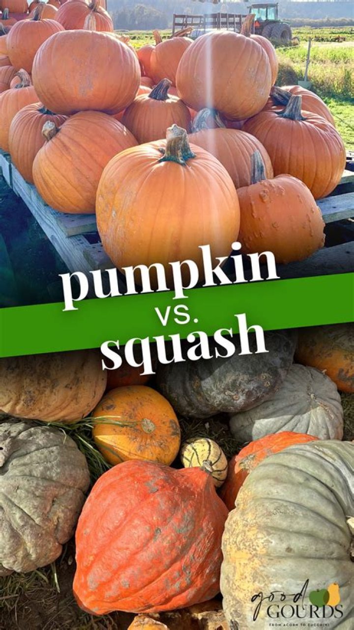 What is the difference between a pumpkin and a squash