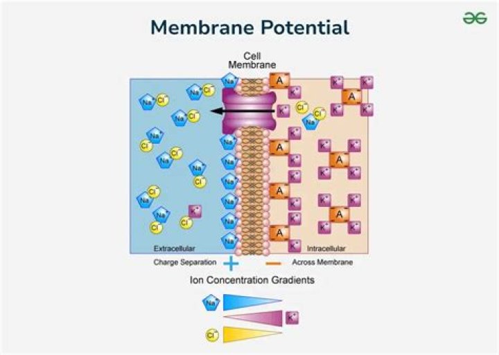 What is the difference between action potential and membrane potential