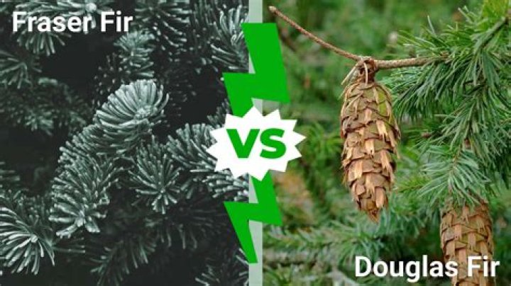 What is the difference between Fraser fir and Douglas fir