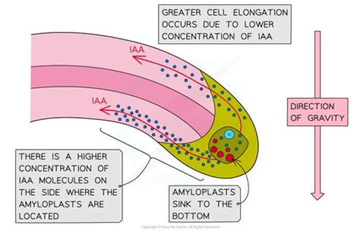 What is the effect of IAA on axillary bud growth