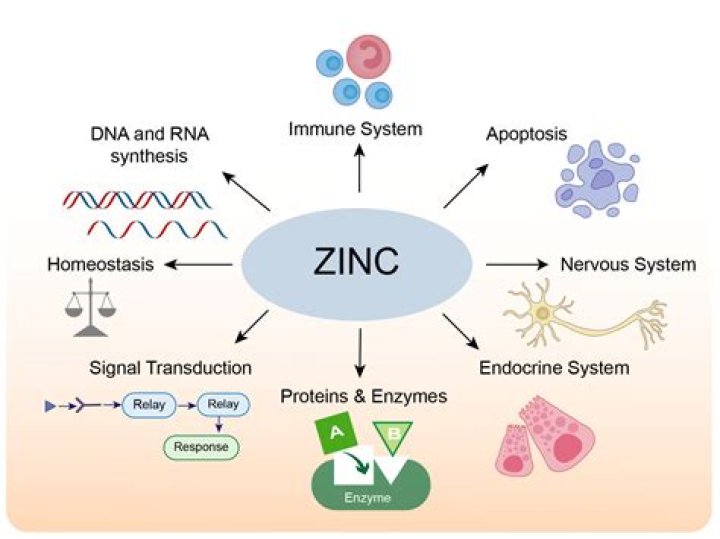 What is the family of zinc