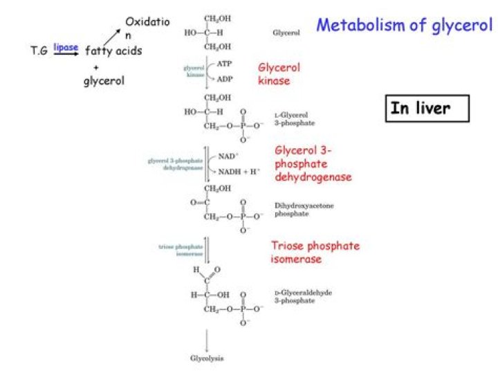 What is the fate of glycerol in lipid metabolism
