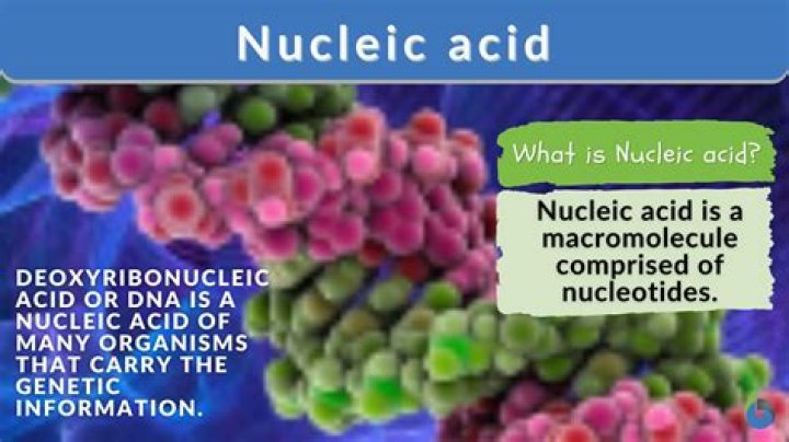What is the function of nucleic acids in plants?