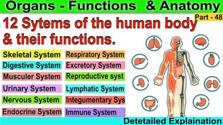 What is the function of organ?