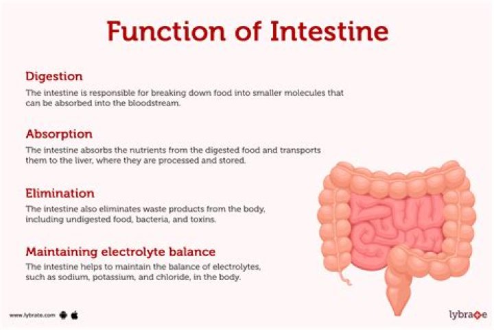 What is the function of the colon in a pig