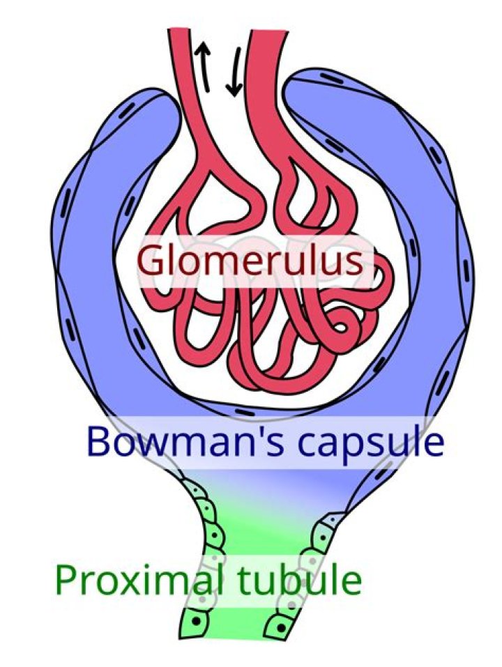 what is the function of the glomerulus and the bowman’s capsule