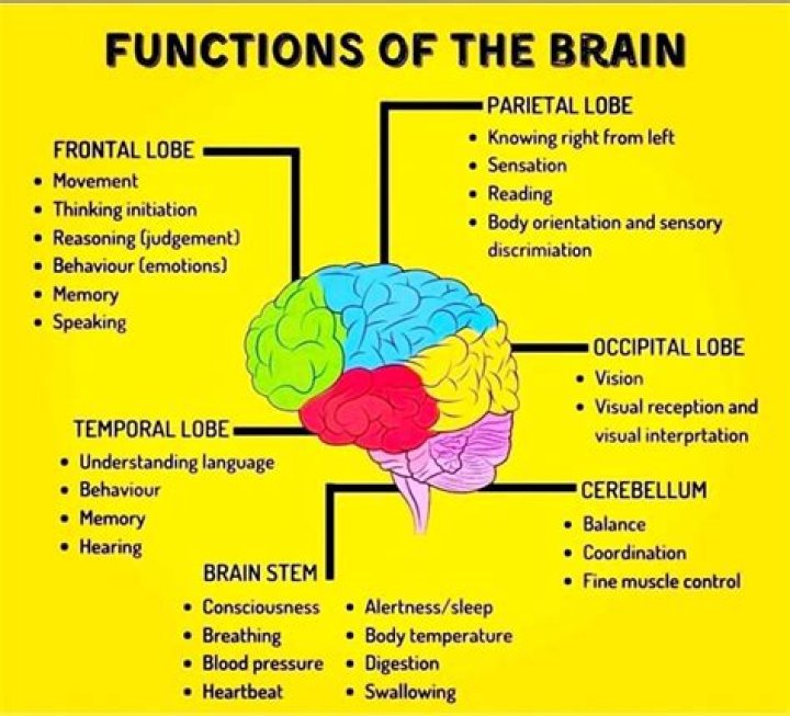 What is the function of the olecranon?