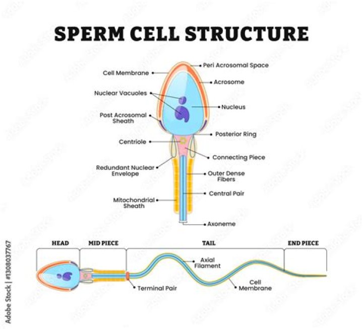what is the function of the sperm cell’s acrosome?