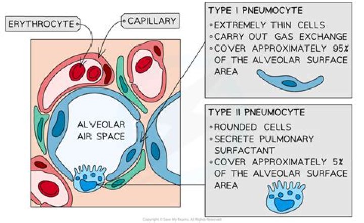 What is the function of type 1 pneumocytes