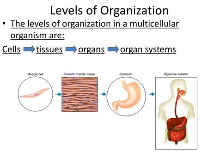what is the highest level of organization