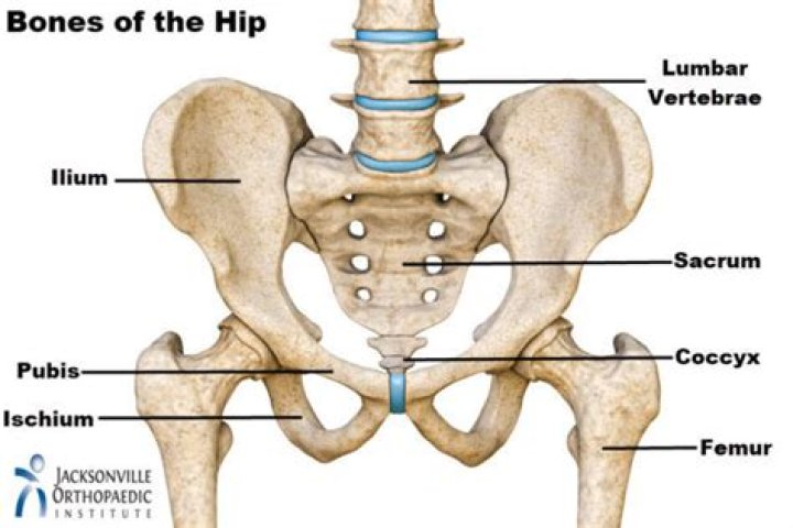 What is the hip bone connected to