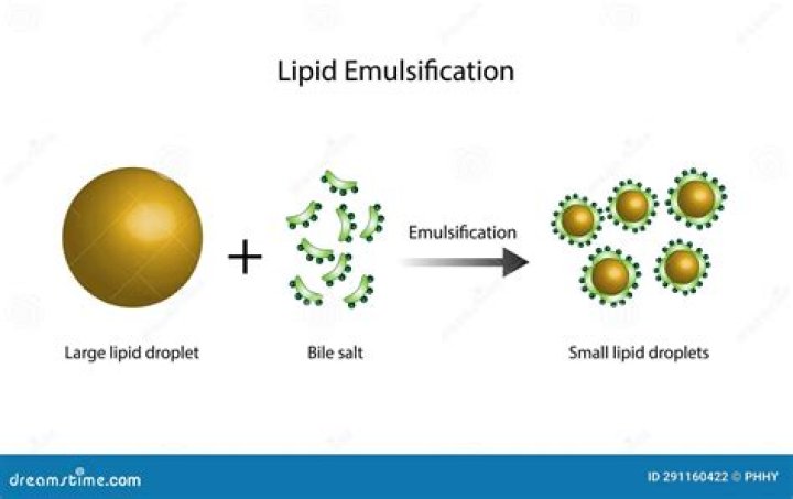 What is the importance of emulsification in digestion of lipid?