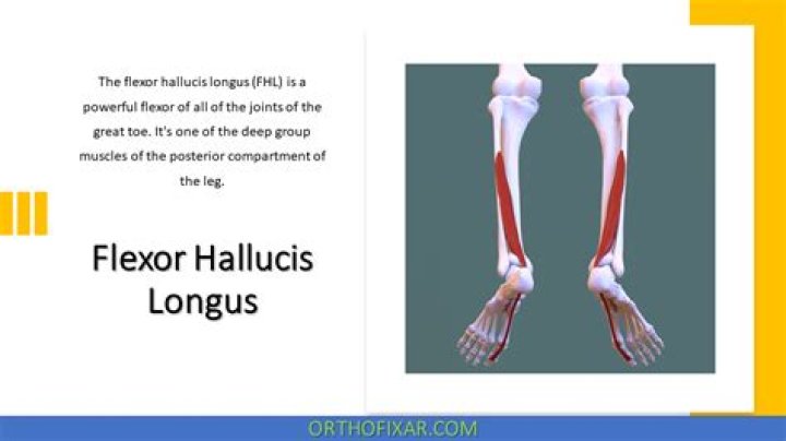 What is the insertion of the flexor hallucis longus