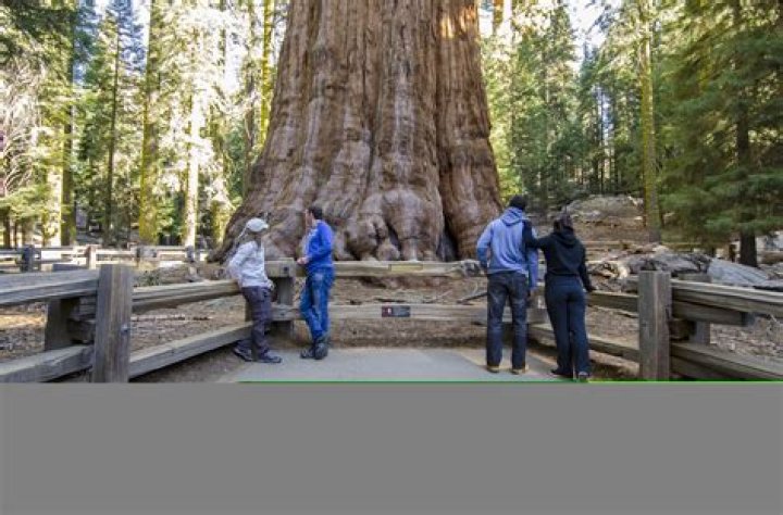 What is the largest tree in the United States