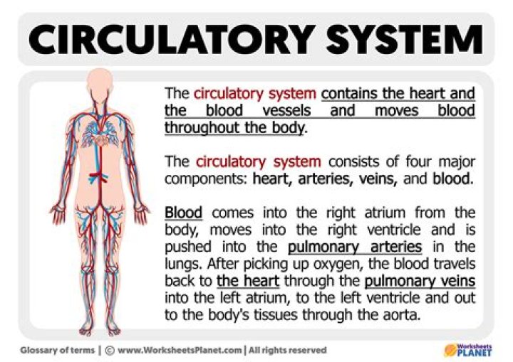 What is the main organ of the circulatory?