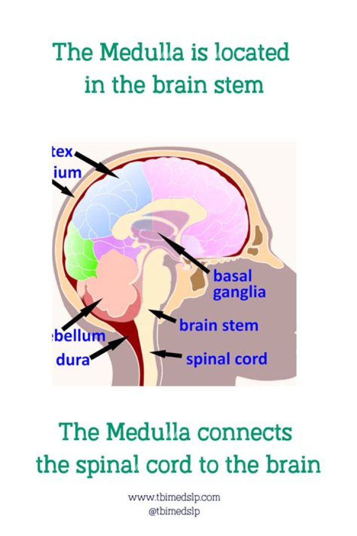 What is the medulla in the brain