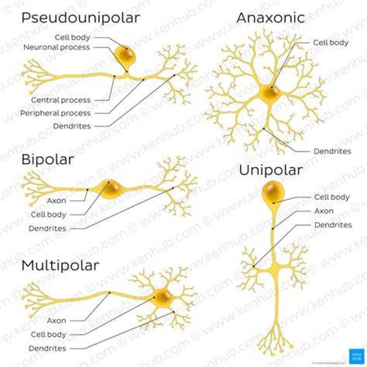 what is the most common type of neuron?