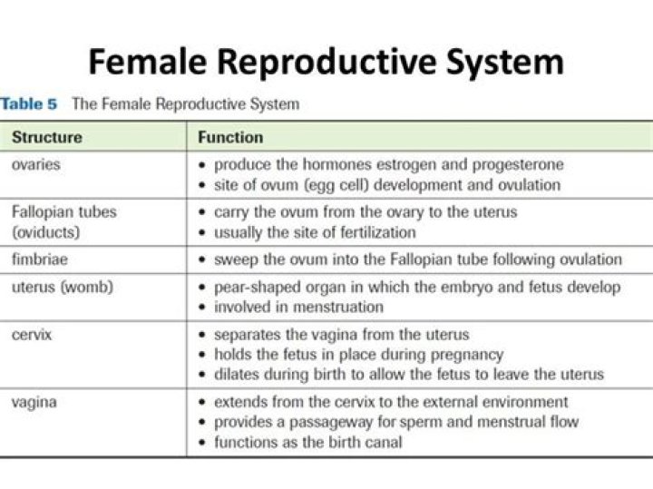 What is the most important function of the female reproductive organ