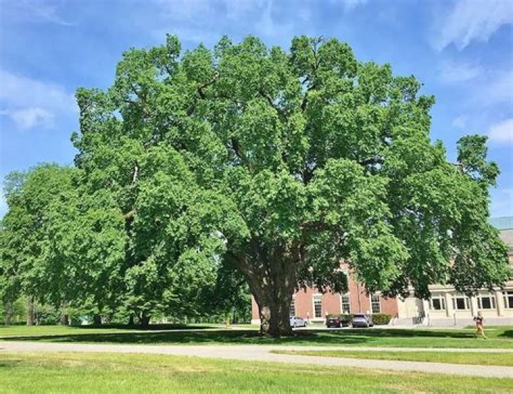 What is the most popular tree in the UK